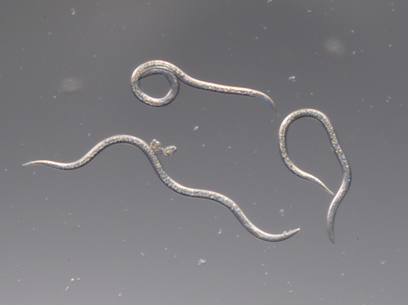 Steinernema feltiae